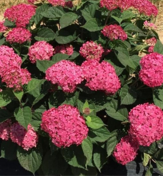 Hortenzia strom�ekovit� �CANDYBELLE� SORBET� 30-40 cm, kont. 4 l