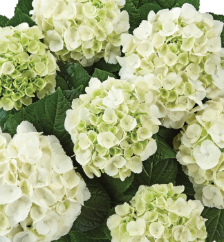 Hortenzia kalinolist� �ICE BOY��, kont. 4 l