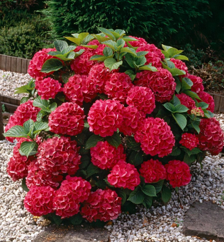 Hortenzia kalinolist� �LITTLE RED� 15-20 cm, kont. 2 l