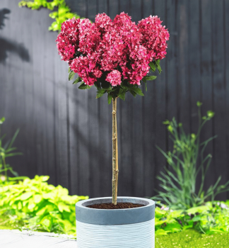 Hortenzia metlinat� �BLOODY MARIE� na kmienku 80 cm, kont. 6,5 l