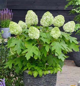 Hortenzia dubolist� �TARA� 20-30 cm, kont. 2 l