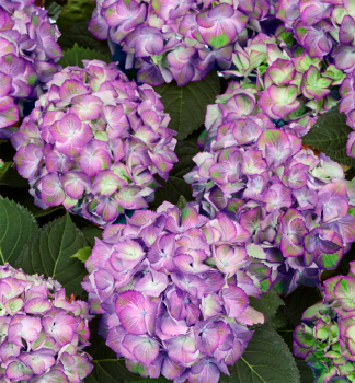 Hortenzia kalinolist� �SWEET LIPS PURPLE�, kont. 4 l