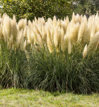 Kortad�ria - pampov� tr�va �CITARO� 40-50 cm, kont. 5 l