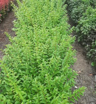 Vt��� zob vajcovitolist� �LITTLE GREEN DIAMOND� 15-20 cm, kont. 1 l