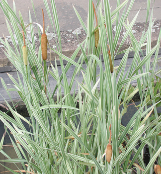 P�lka �irokolist� �VARIEGATA�, kont. 0,5 l