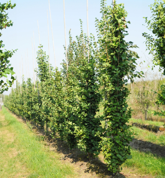 Ginko dvojlalo�n� �OBELISK� 10-15 cm, kont. 2,5 l