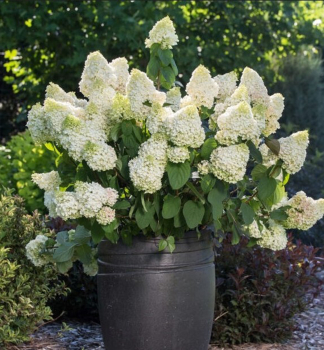 Hortenzia metlinat� �LITTLE HOTTIE�� 20-30 cm, kont. 3 l