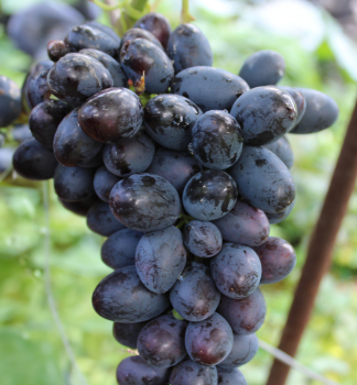 Vini� stolov� rezistentn� �PAMJA� D�ENEVA� (AKADEMIK) zemn� bal