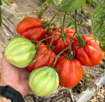 Raj�ina kol�kov� �ARALDINO F1� kont. 0,5 l