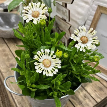 Osteospermum (africk� sedmokr�ska) �MARGARITA� CREME SPOON�, kont. 0,5 l