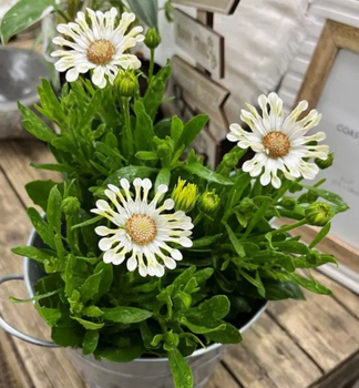 Osteospermum (africk� sedmokr�ska) �MARGARITA� CREME SPOON�, kont. 0,5 l
