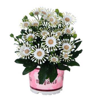 Osteospermum (africk� sedmokr�ska) �MARGARITA� CREME SPOON�, kont. 0,5 l