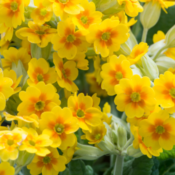 Prvosienka jarn� �LIME WITH ORANGE� kont. 0,5 l