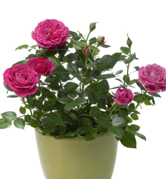 Miniru�a �PINK� 10-15 cm, kont. 1,4 l