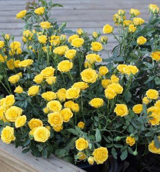 Miniru�a �YELLOW� 10-15 cm, kont. 1,4 l