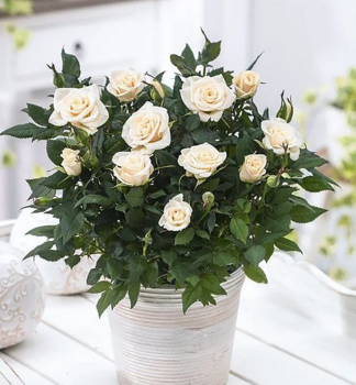 Miniru�a �WHITE� 10-15 cm, kont. 1,4 l