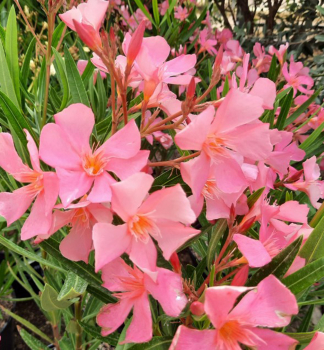 Oleander ru�ov� �SOLEIL LEVANT� 30-40 cm, kont. 3 l