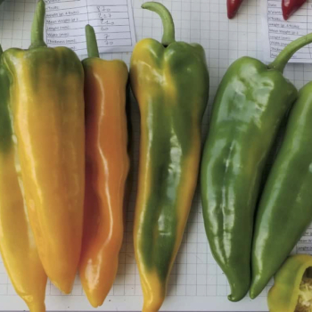 Paprika ro�n� �LIBECCIO F1�, 6 ks multiplato