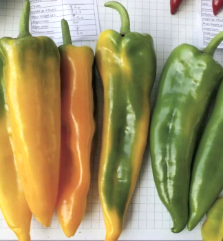 Paprika ro�n� �LIBECCIO F1�, 6 ks multiplato