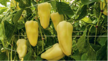 Paprika zeleninov� ro�n� �BLANQUE F1�, 6 ks v multiplate