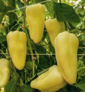 Paprika zeleninov� ro�n� �BLANQUE F1�, 6 ks v multiplate