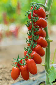 Raj�ina kol�kov� cherry �SOLBELLO F1�, kont. 0,5 l