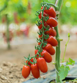 Raj�ina kol�kov� cherry �SOLBELLO F1�, kont. 0,5 l