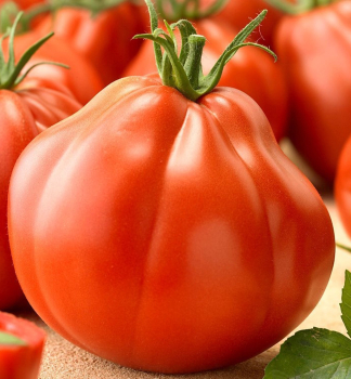 Raj�ina kol�kov� �SILVANO F1�, kont. 0,5 l