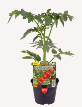 Raj�ina kol�kov� cherry �DOLCEPASSIONE F1� kont. 0,5 l