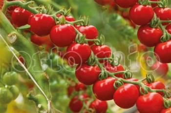 Raj�ina kol�kov� cherry �RED MOON F1� kont. 0,5 l