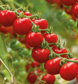 Raj�ina kol�kov� cherry �RED MOON F1� kont. 0,5 l