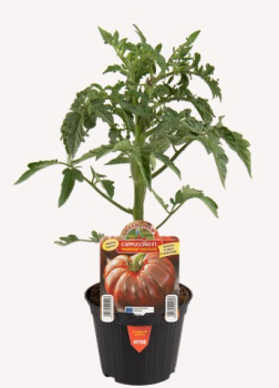 Raj�ina kol�kov� �CAPPUCCINO�, kont. 0,5 l