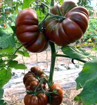 Raj�ina kol�kov� �CAPPUCCINO�, kont. 0,5 l