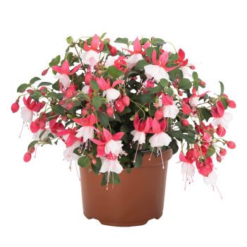 Fuksia �BALLERINA� BALOON�, kont. 0,5 l