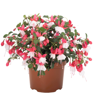 Fuksia �BALLERINA� BALOON�, kont. 0,5 l