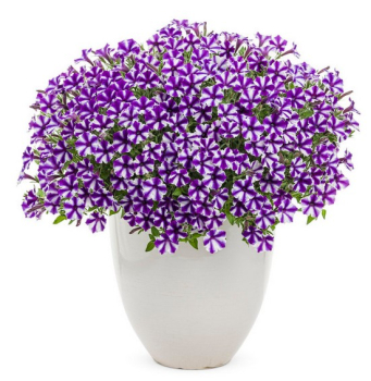 Pet�nia previsnut� �SUPERTUNIA� MINI VISTA VIOLET STAR�, kont. 0,5 l