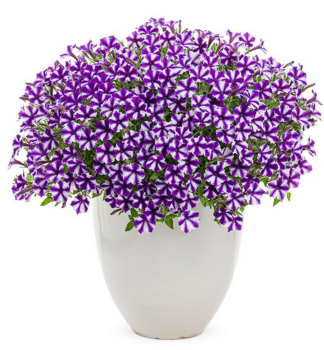 Pet�nia previsnut� �SUPERTUNIA� MINI VISTA VIOLET STAR�, kont. 0,5 l