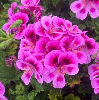 Pelarg�nia anglick� vo�av� �ANGELS PERFUME� LAVENDER�, kont. 0,5 l