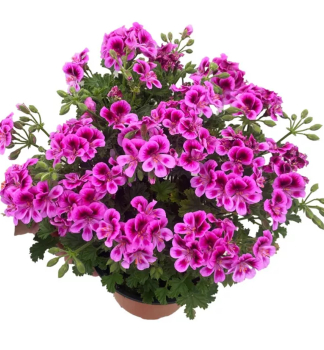 Pelarg�nia anglick� vo�av� �ANGELS PERFUME� LAVENDER�, kont. 0,5 l