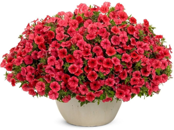Pet�nia previsnut� �SUPERTUNIA� MINI VISTA CORAL�, kont. 0,5 l