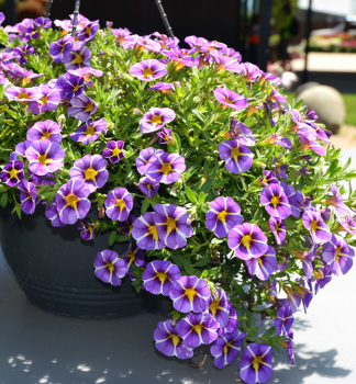 Minipet�nia poloprevisnut� �COLIBRI� PURPLE BLING�, kont. 0,5 l