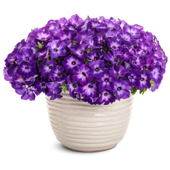 Pet�nia previsnut� �SUPERTUNIA� VISTA BLUE MOON�, kont. 0,5 l