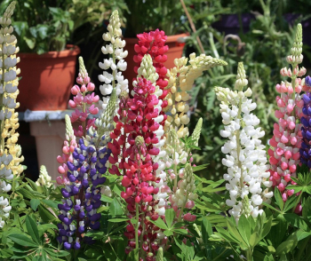 Lup�nia mnoholist� �GALLERY MIX�, kont. 1 l