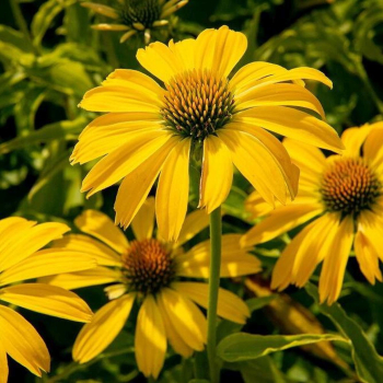 Echinacea purpurov� �PAPALLO� CLASIC DEEP YELLOW Impr.�, kont. 2,4 l