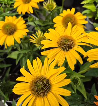 Echinacea purpurov� �PAPALLO� CLASIC DEEP YELLOW Impr.�, kont. 2,4 l
