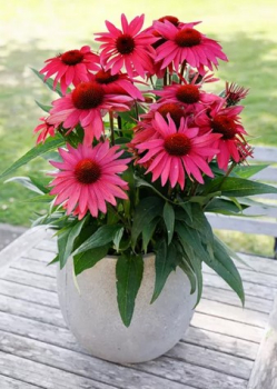 Echinacea purpurov� �PAPALLO� CLASIC PURPLE ON BLACK�, kont. 2,4 l