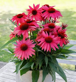 Echinacea purpurov� �PAPALLO� CLASIC PURPLE ON BLACK�, kont. 2,4 l