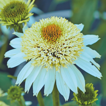 Echinacea purpurov� �PAPALLO� SEMI DOUBLE WHITE Impr.� kont. 2,4 l