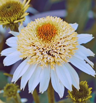 Echinacea purpurov� �PAPALLO� SEMI DOUBLE WHITE Impr.� kont. 2,4 l