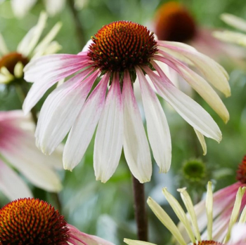 Echinacea purpurov� �UNICA� CHERRY ON ICE�, kont. 4,6 l